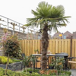 Gardenlux grenen scherm Bois 21 planks/15mm RVS geschroefd 180x180cm